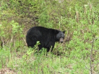 The second fatter bear